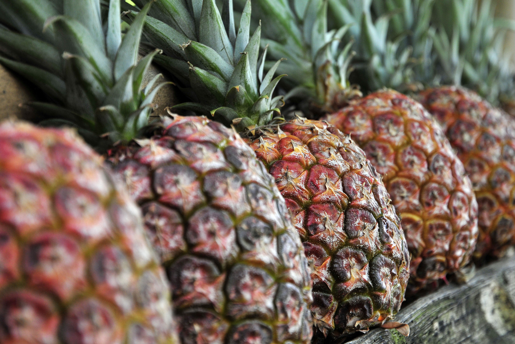 Pineapple - Flickr CC CIAT