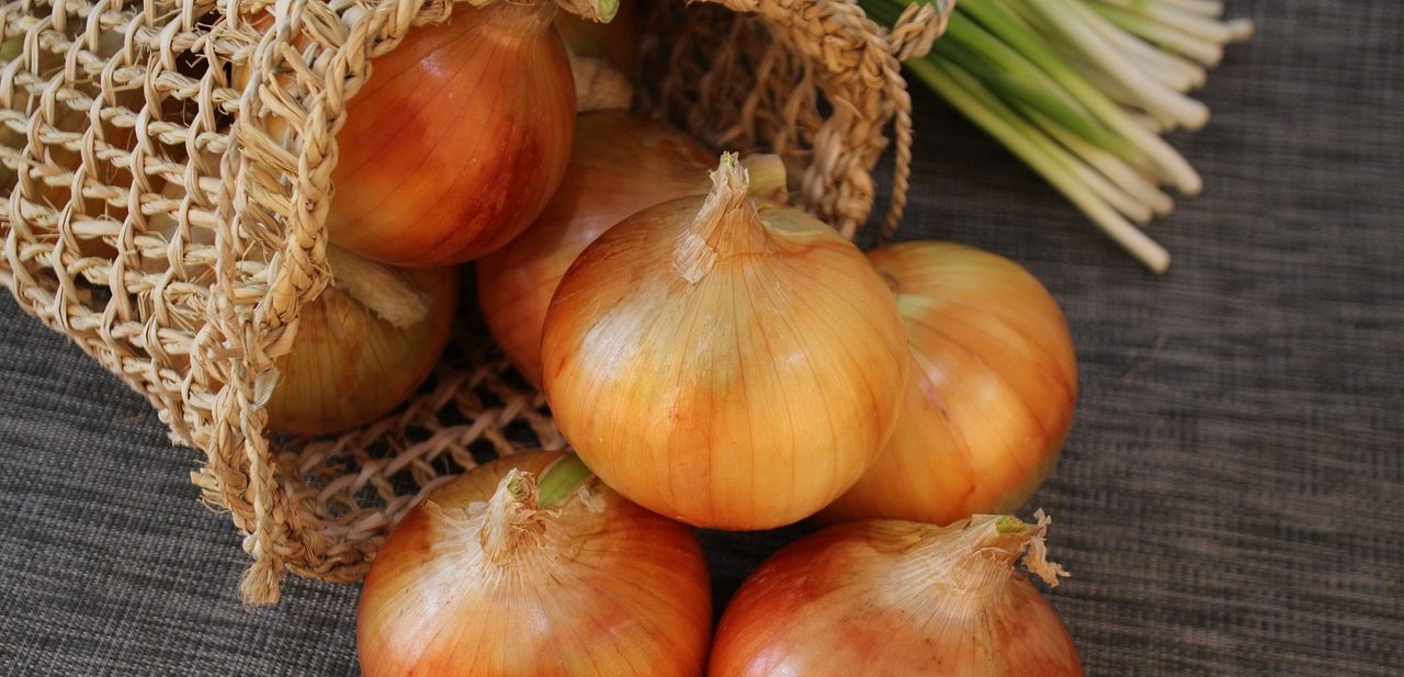 onions as a good source of prebiotics
